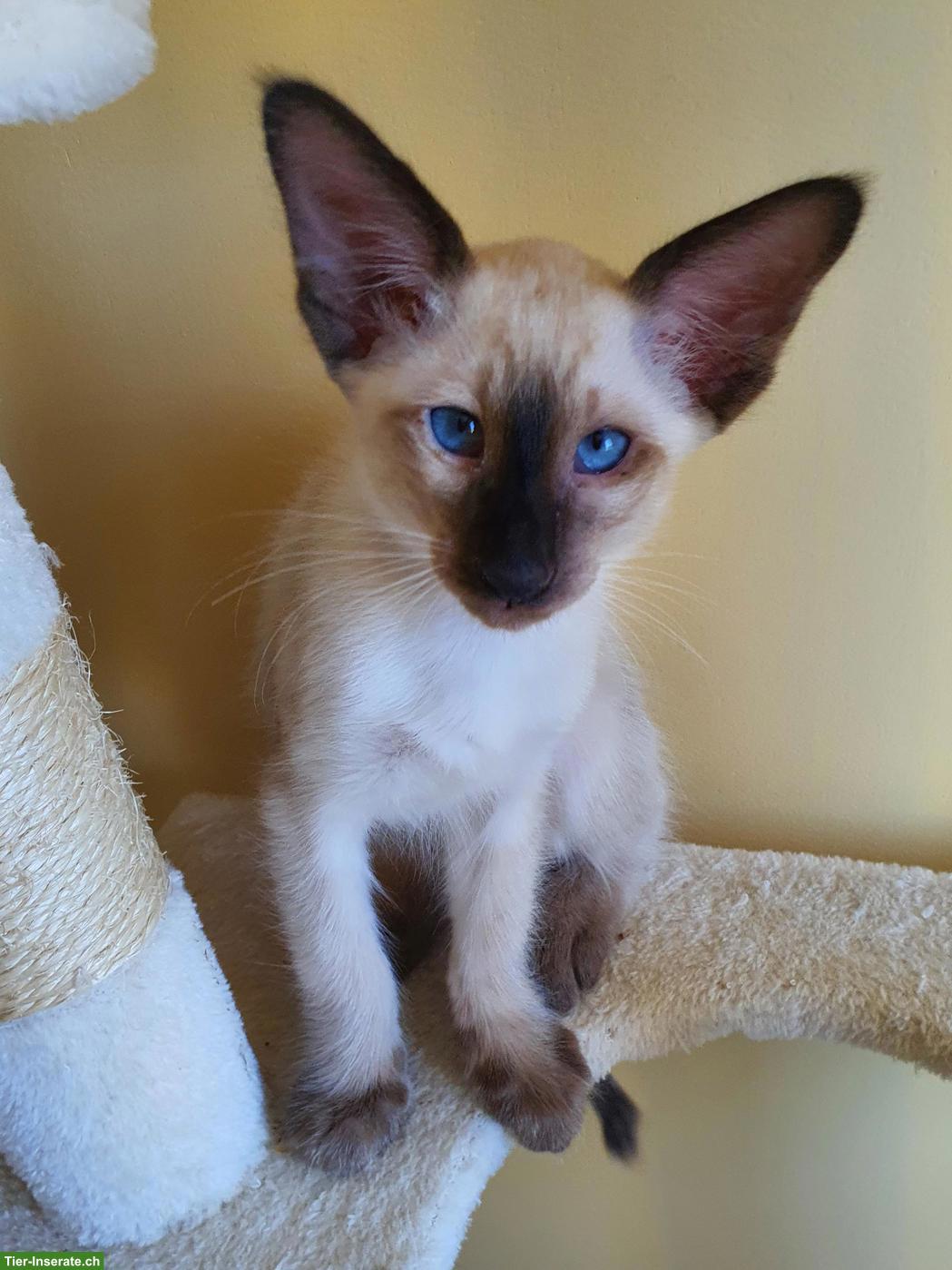 Bild 3: 4 Baby-Kater (3 Balinesen & 1 Oriental Langhaar) suchen neues Zuhause