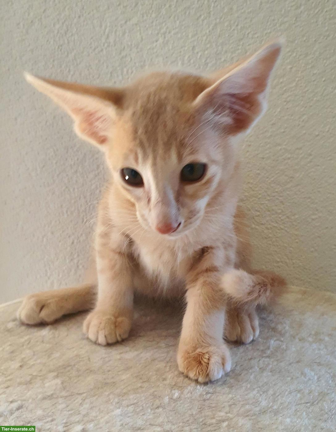 Bild 4: 4 Baby-Kater (3 Balinesen & 1 Oriental Langhaar) suchen neues Zuhause
