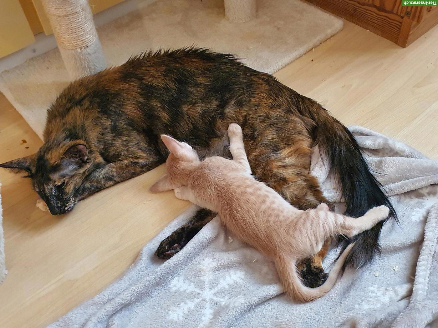 Bild 5: 4 Baby-Kater (3 Balinesen & 1 Oriental Langhaar) suchen neues Zuhause