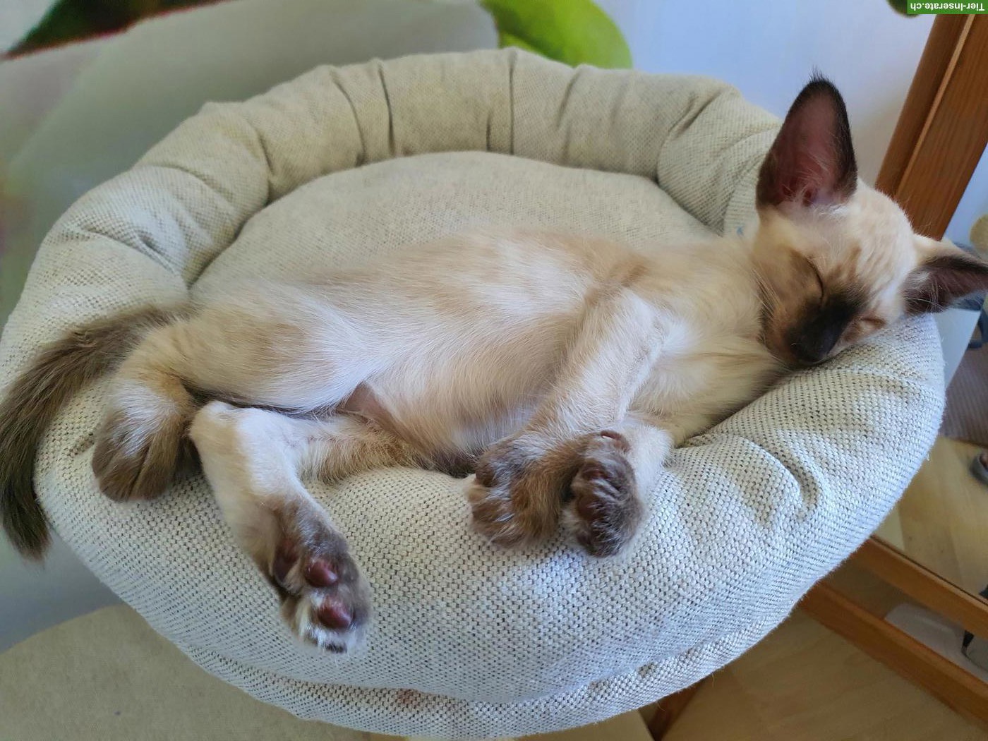 Bild 6: 4 Baby-Kater (3 Balinesen & 1 Oriental Langhaar) suchen neues Zuhause