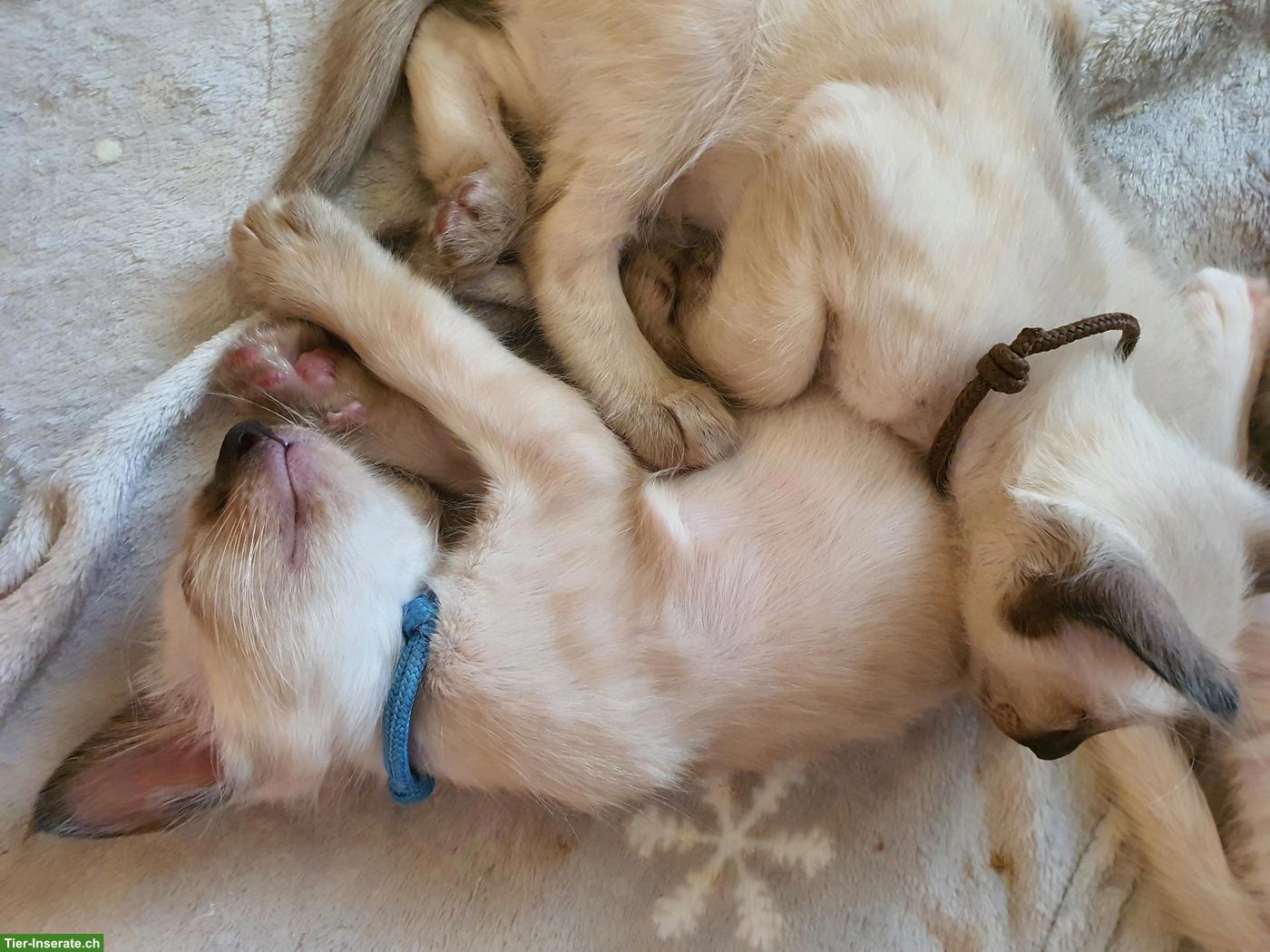 Bild 7: 4 Baby-Kater (3 Balinesen & 1 Oriental Langhaar) suchen neues Zuhause