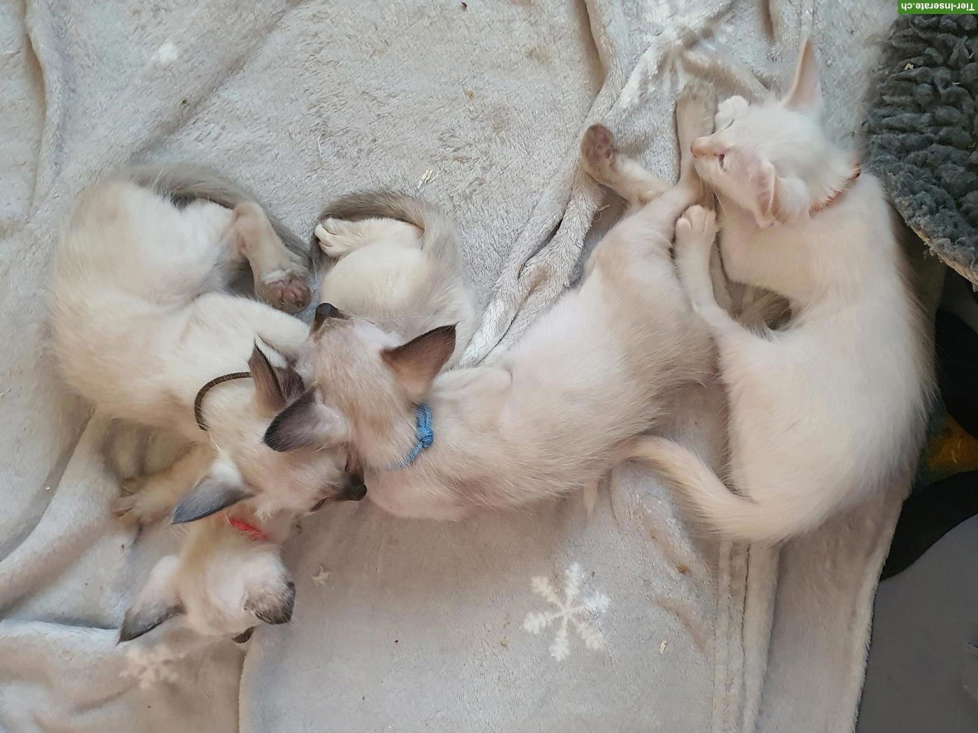 Bild 8: 4 Baby-Kater (3 Balinesen & 1 Oriental Langhaar) suchen neues Zuhause