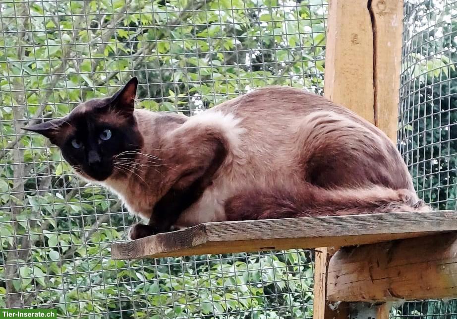 Bild 9: 4 Baby-Kater (3 Balinesen & 1 Oriental Langhaar) suchen neues Zuhause