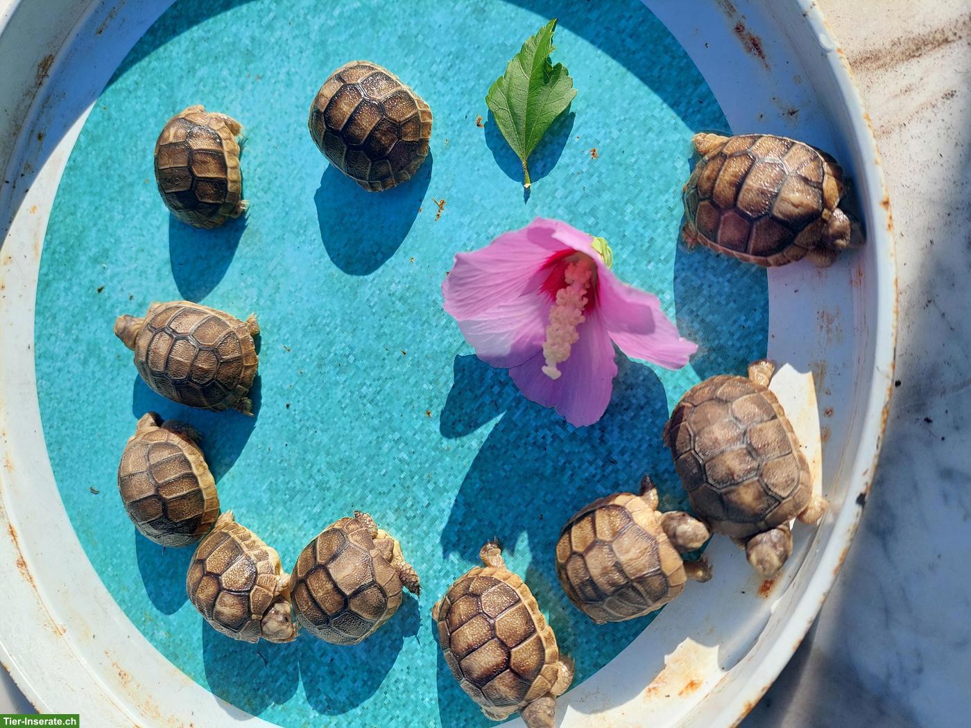 Breitrandschildkröten zu verkaufen