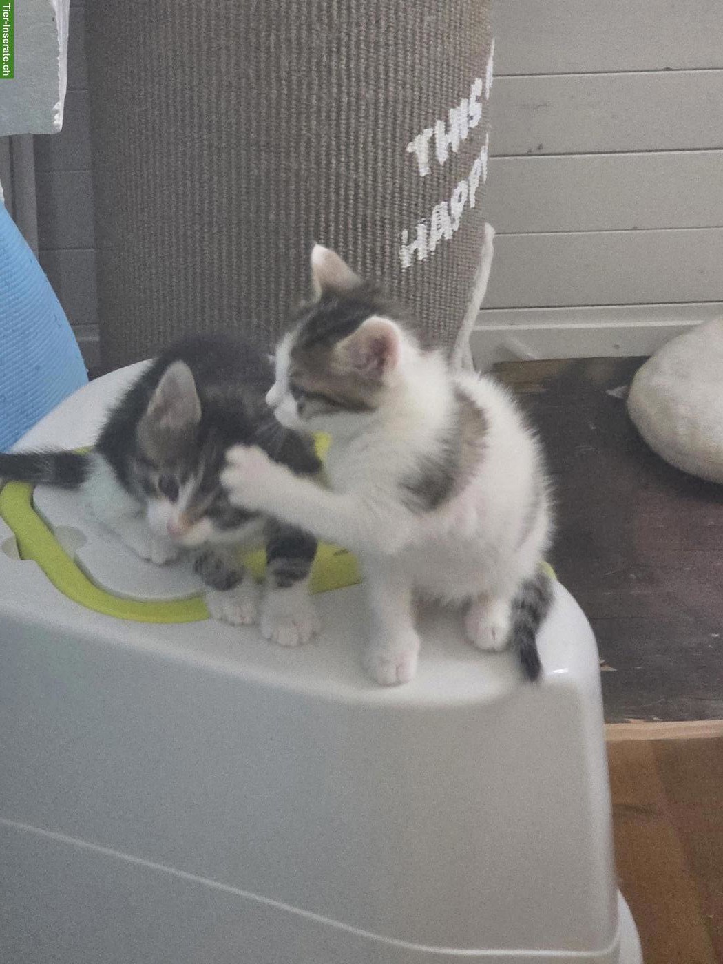 Bild 2: Kleine Kätzchen abzugeben