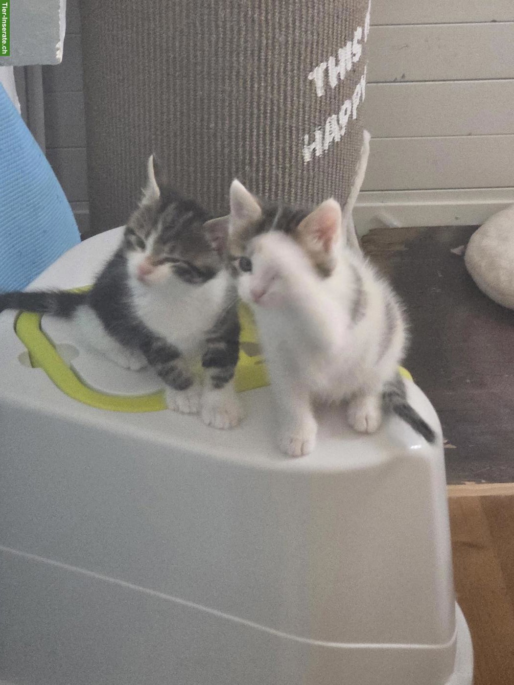 Bild 3: Kleine Kätzchen abzugeben