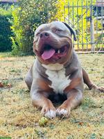 American Bully XL, Rüde, 3-jährig zu verkaufen