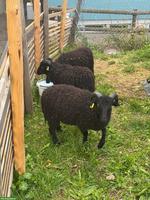 Junge Ouessant Schaf Böckchen zu verkaufen