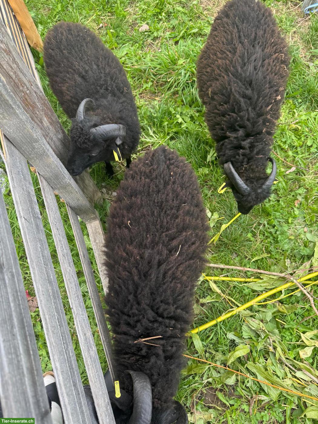 Bild 2: Junge Ouessant Schaf Böckchen zu verkaufen