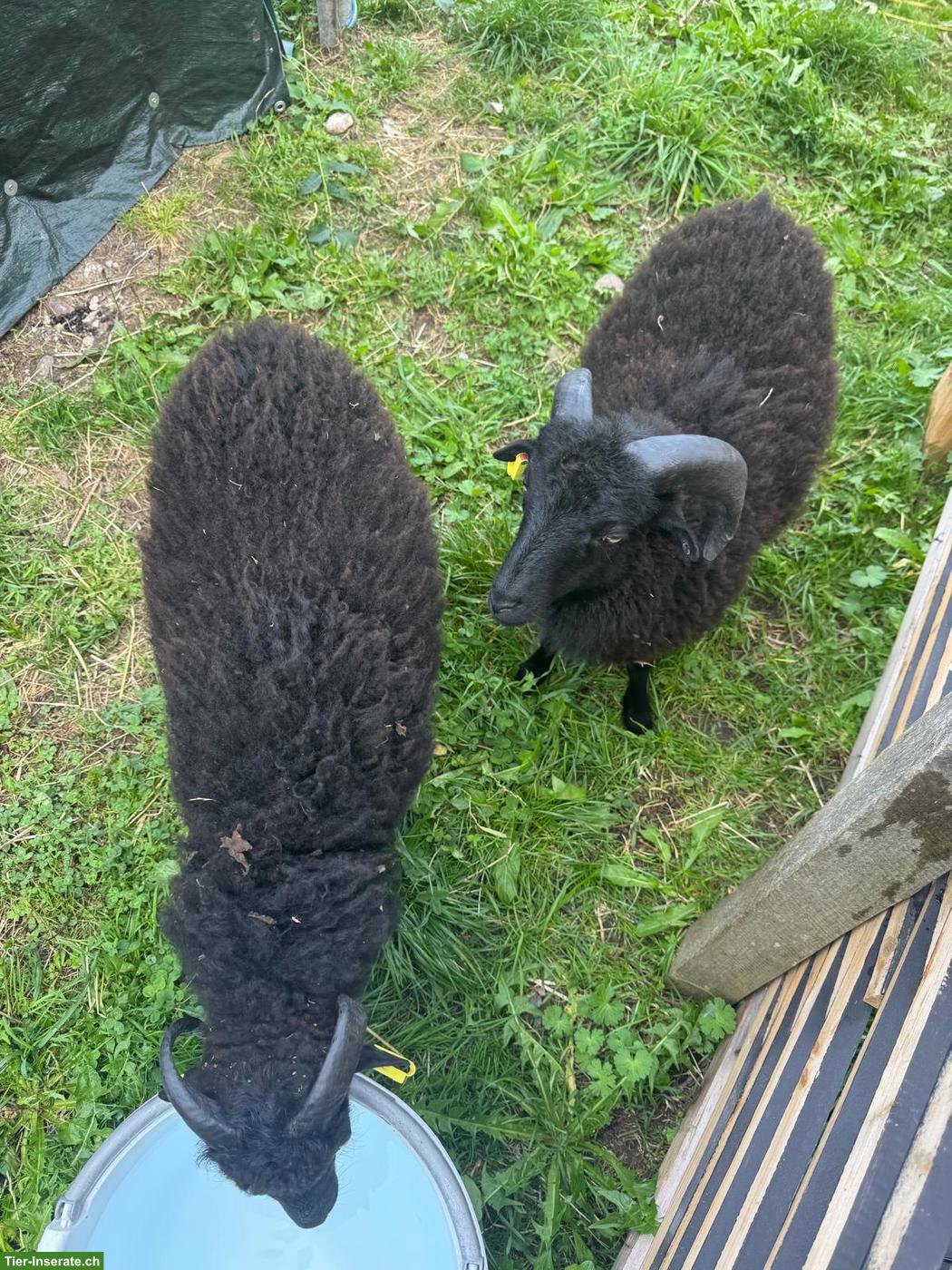 Bild 3: Junge Ouessant Schaf Böckchen zu verkaufen