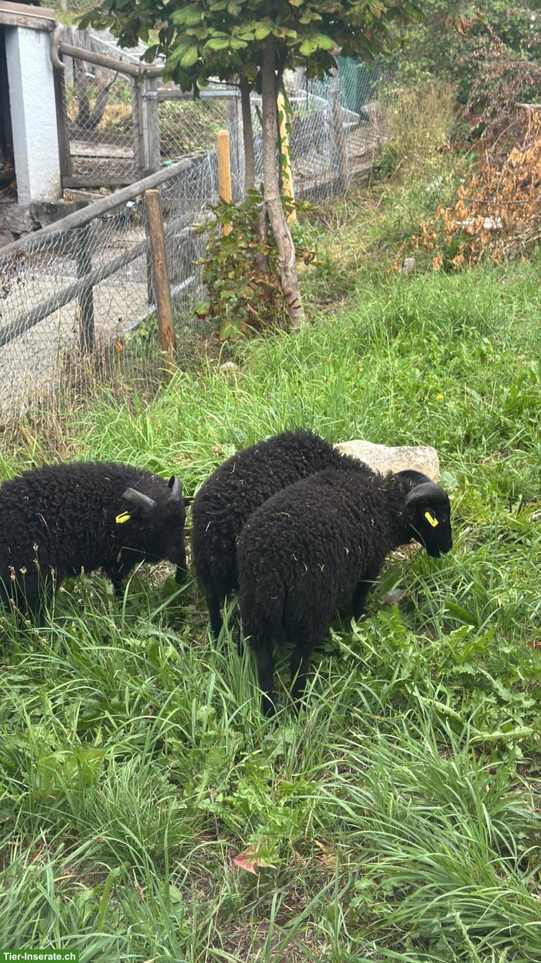 Bild 4: Junge Ouessant Schaf Böckchen zu verkaufen