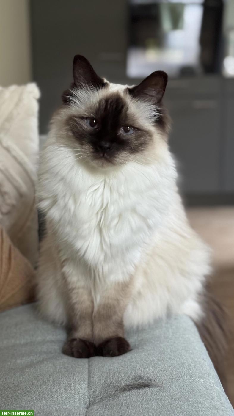 Siamkatze/Balinese Katze (10 Jahre, unsauber) sucht ruhiges Zuhause