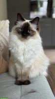 Siamkatze/Balinese Katze (10 Jahre, unsauber) sucht ruhiges Zuhause