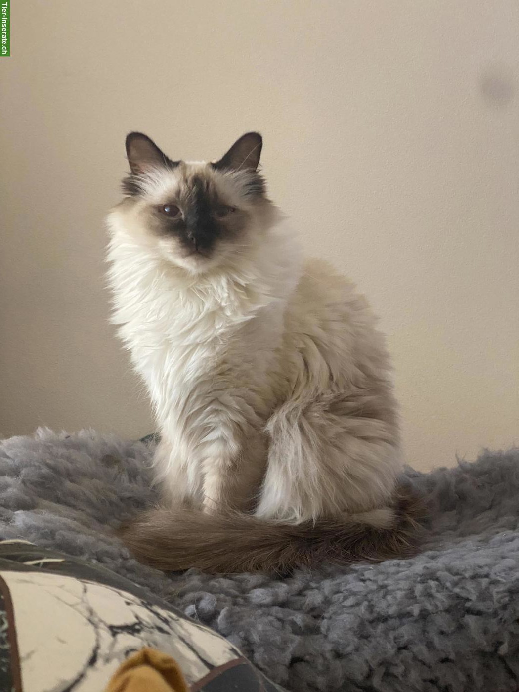 Bild 2: Siamkatze/Balinese Katze (10 Jahre, unsauber) sucht ruhiges Zuhause