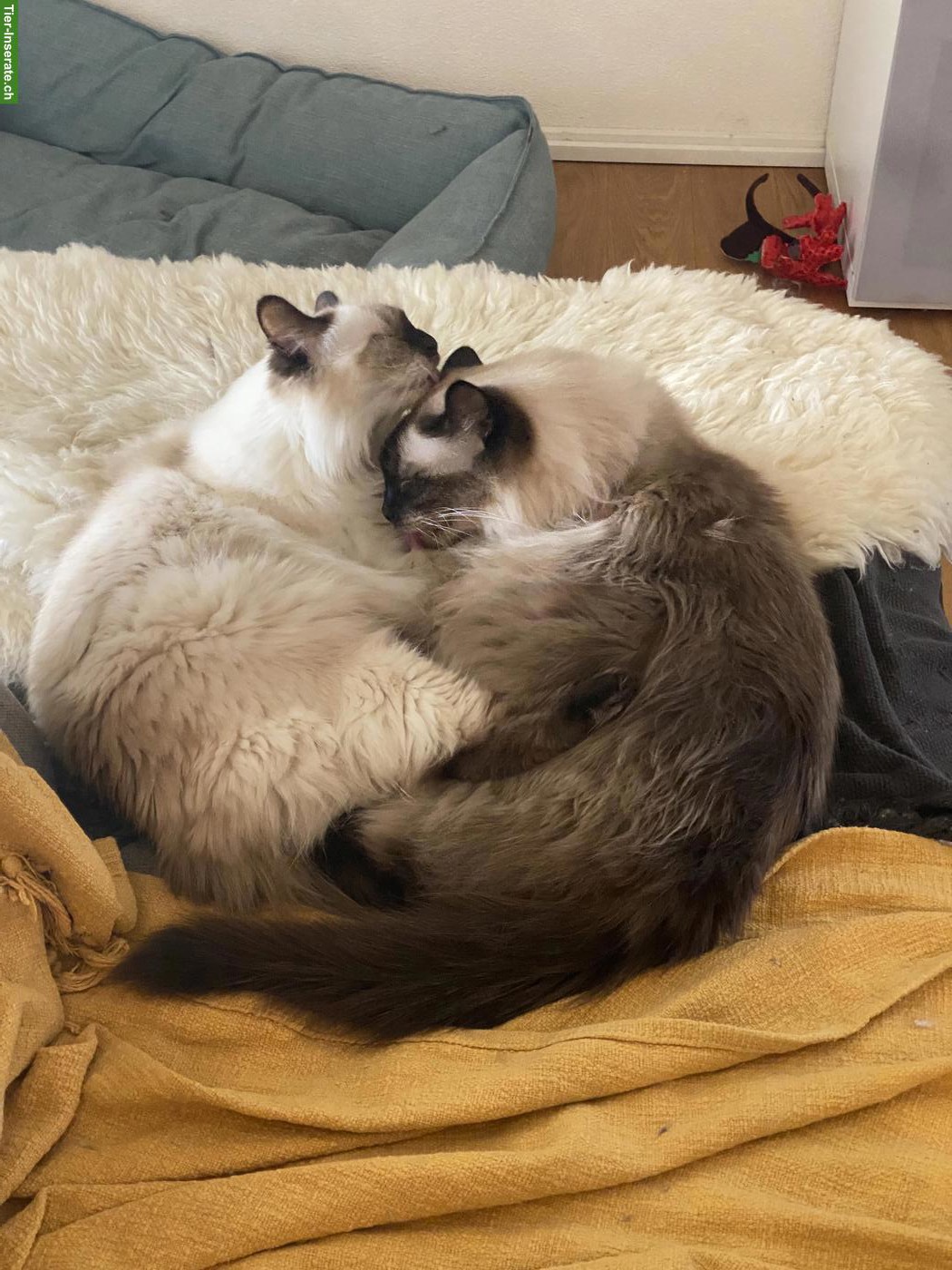 Bild 3: Siamkatze/Balinese Katze (10 Jahre, unsauber) sucht ruhiges Zuhause