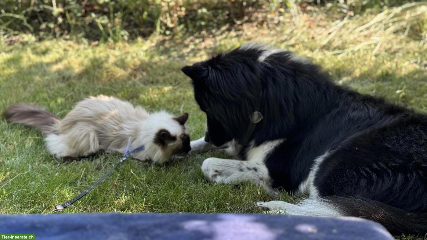 Bild 4: Siamkatze/Balinese Katze (10 Jahre, unsauber) sucht ruhiges Zuhause