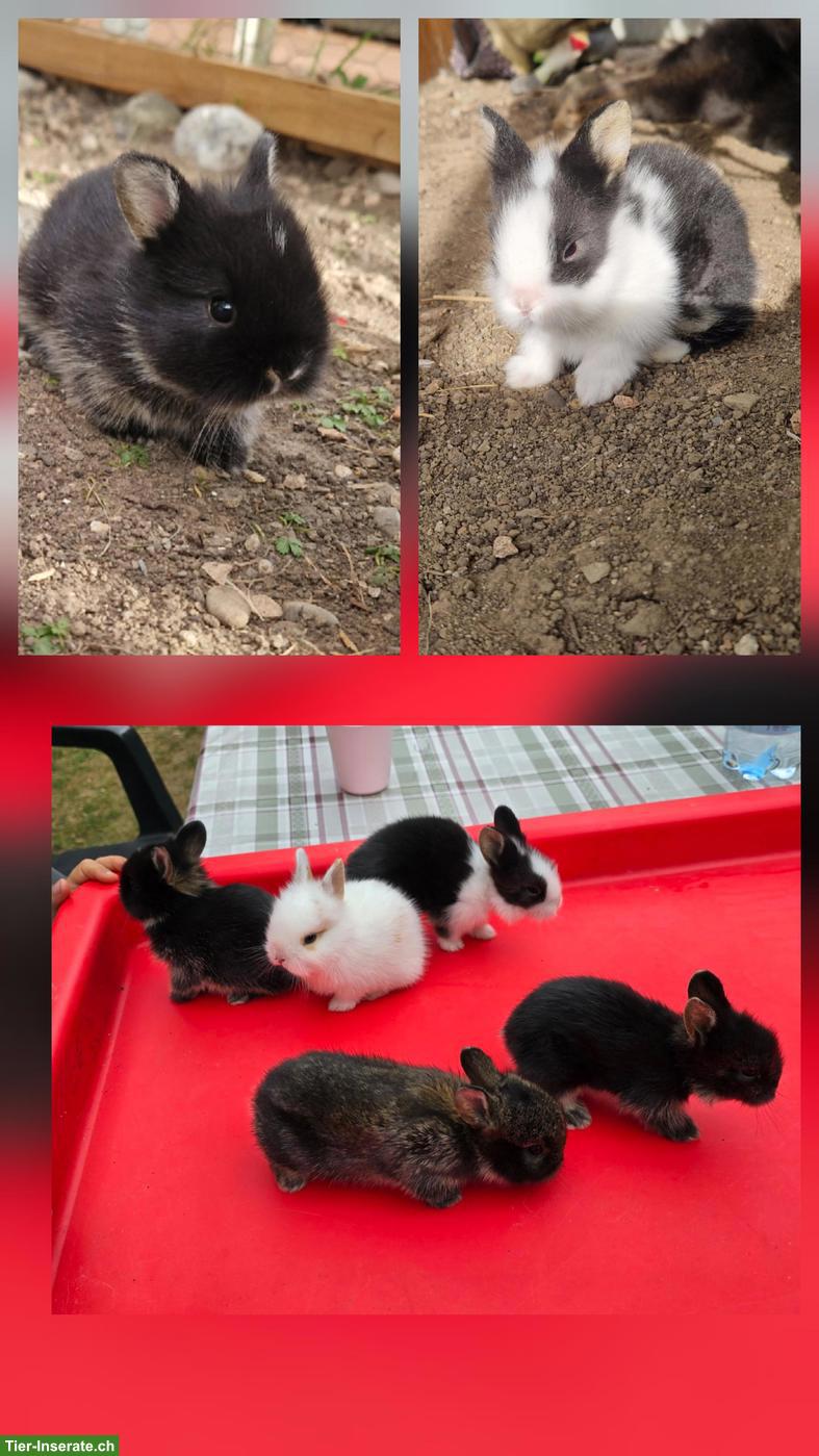 5 süsse Kaninchenbabys suchen liebevolles Zuhause