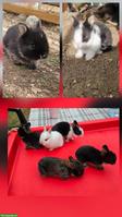5 süsse Kaninchenbabys suchen liebevolles Zuhause
