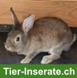 7 Zwergkaninchen suchen ein neues Zuhause