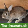 7 Zwergkaninchen suchen ein neues Zuhause