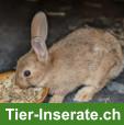 Bild 2: 7 Zwergkaninchen suchen ein neues Zuhause