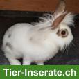 Bild 3: 7 Zwergkaninchen suchen ein neues Zuhause