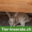 Bild 4: 7 Zwergkaninchen suchen ein neues Zuhause