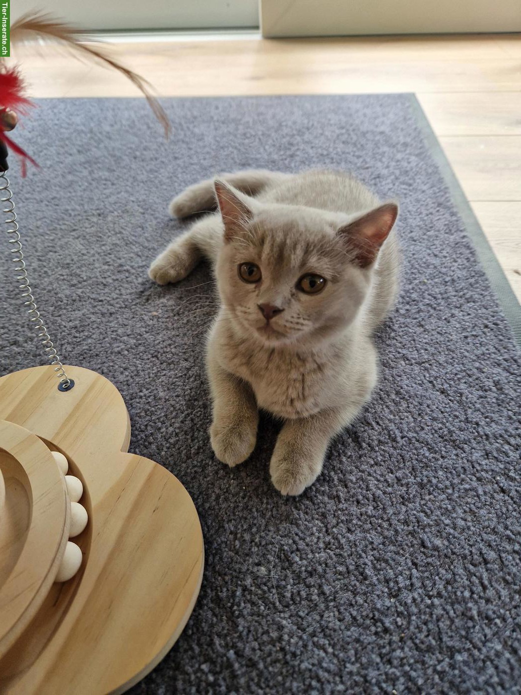 BKH Kitten, weiblich, verschmust