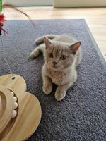 BKH Kitten, weiblich, verschmust