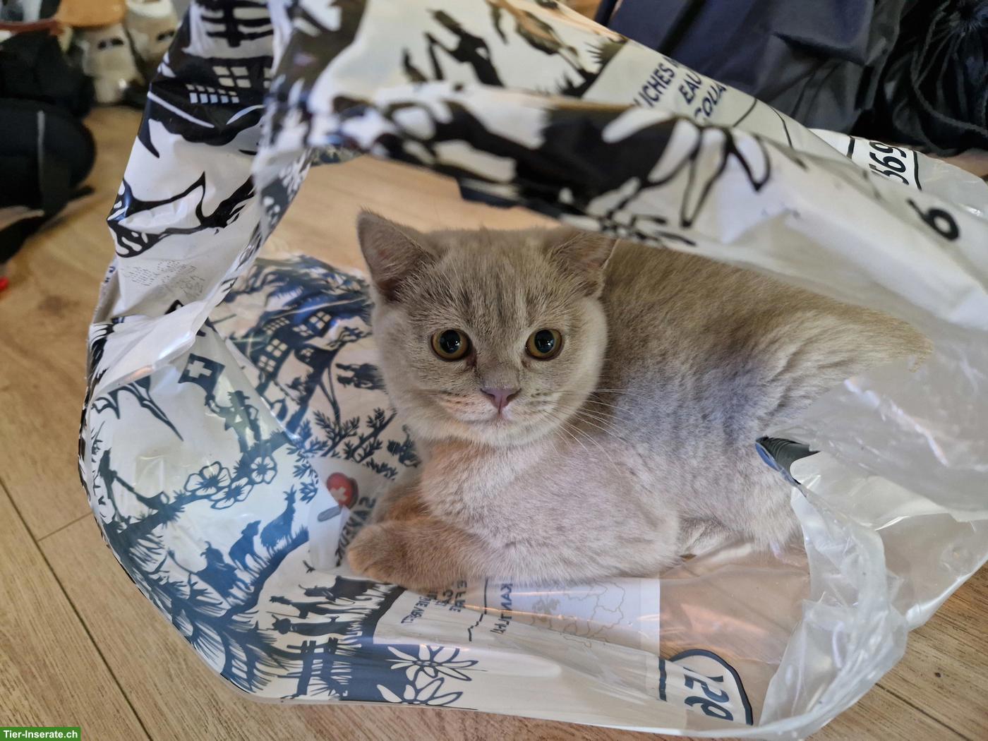 Bild 2: BKH Kitten, weiblich, verschmust