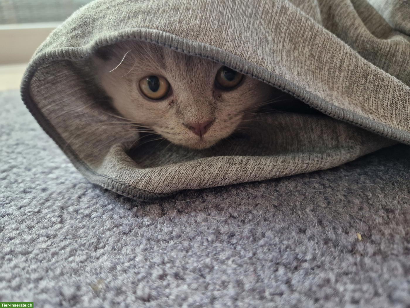 Bild 3: BKH Kitten, weiblich, verschmust