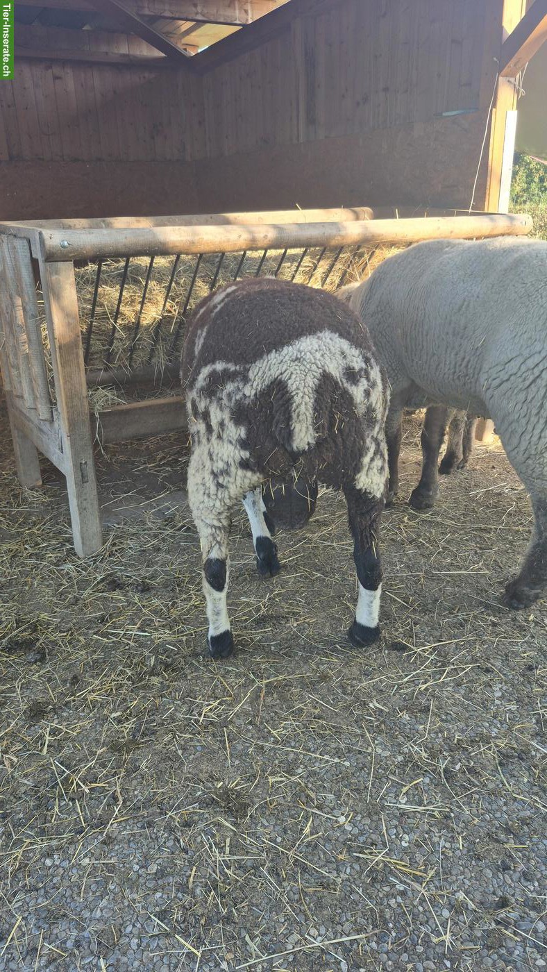 Bild 3: Schägge-Schafbock zu verkaufen