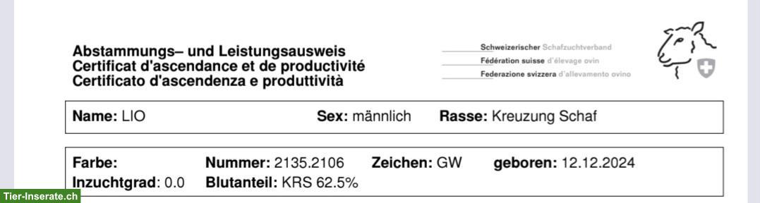 Bild 4: Schägge-Schafbock zu verkaufen