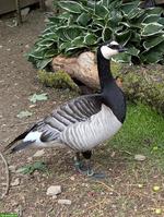 Weisswangengans / Nonnengans gesucht