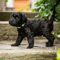 3 Kerry Blue Terrier Welpen suchen noch ihre Familien