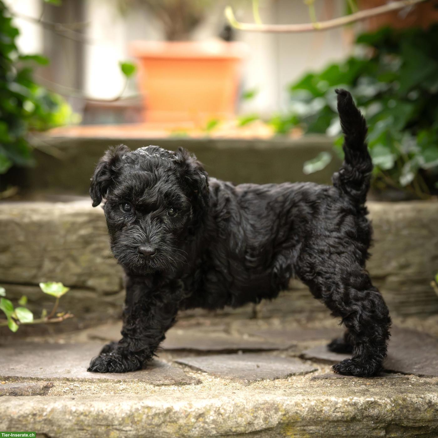 Bild 2: 3 Kerry Blue Terrier Welpen suchen noch ihre Familien