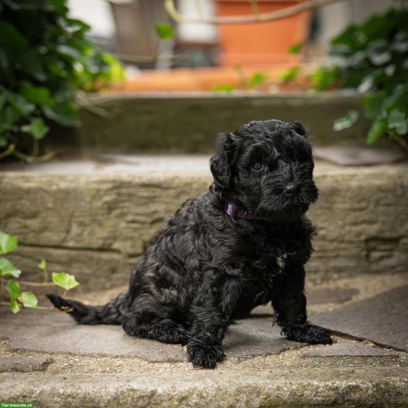Bild 3: 3 Kerry Blue Terrier Welpen suchen noch ihre Familien