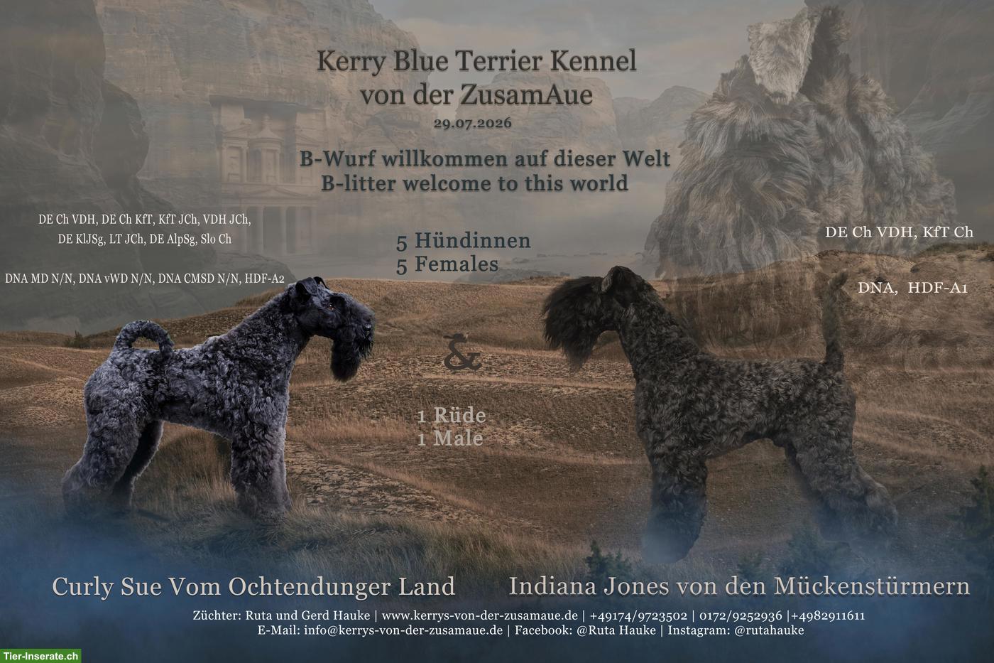 Bild 4: 3 Kerry Blue Terrier Welpen suchen noch ihre Familien