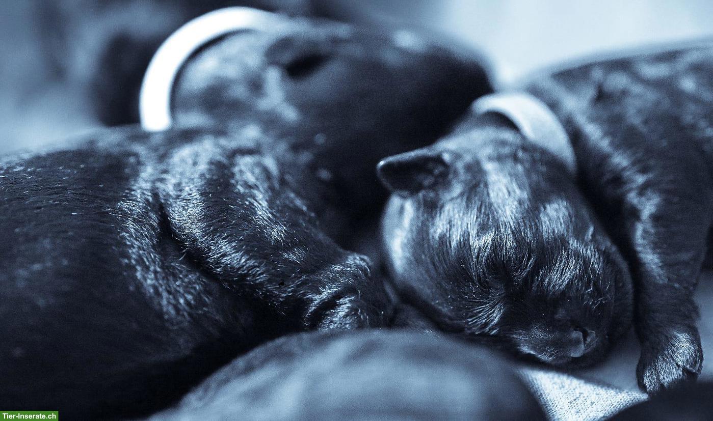 Bild 5: 3 Kerry Blue Terrier Welpen suchen noch ihre Familien