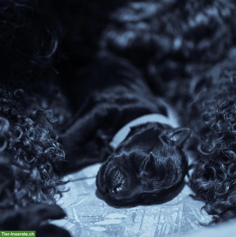 Bild 6: 3 Kerry Blue Terrier Welpen suchen noch ihre Familien