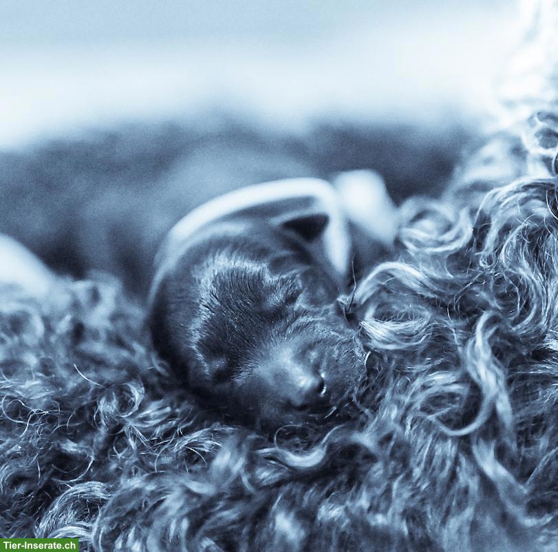 Bild 7: 3 Kerry Blue Terrier Welpen suchen noch ihre Familien