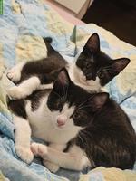 2 Katzenbabys suchen gemeinsames Zuhause