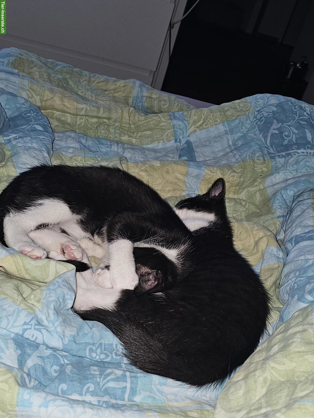 Bild 2: 2 Katzenbabys suchen gemeinsames Zuhause