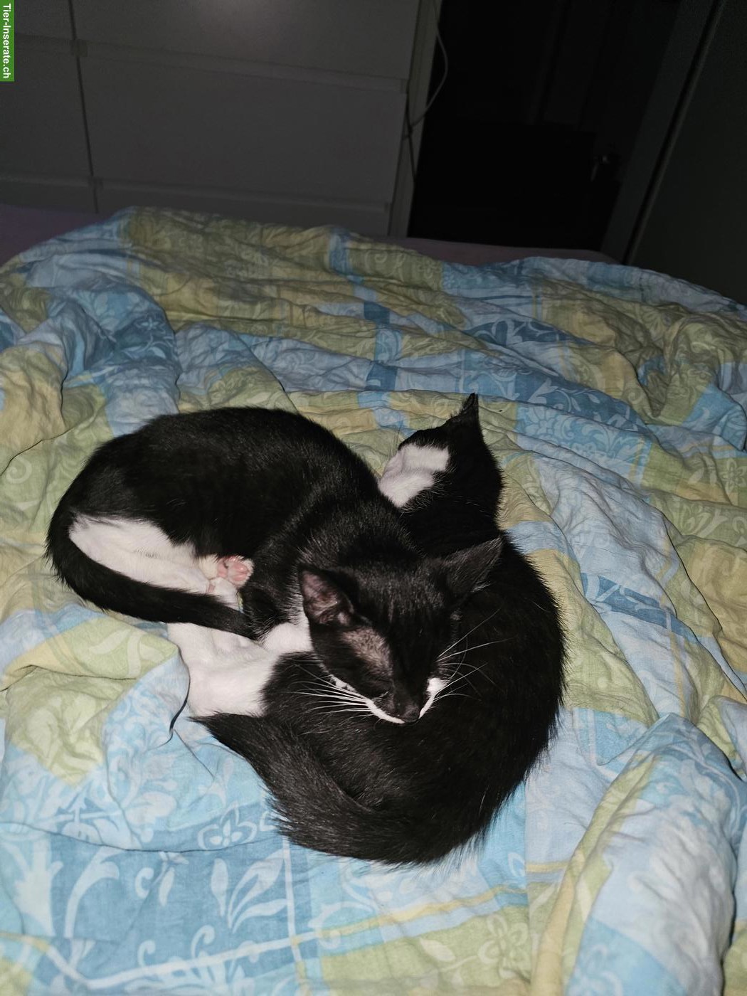 Bild 3: 2 Katzenbabys suchen gemeinsames Zuhause