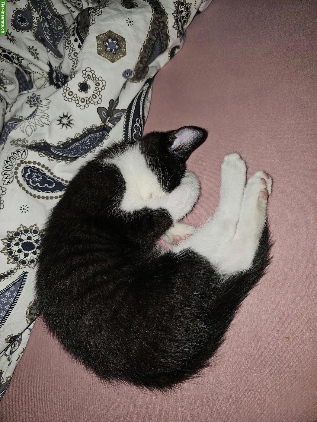 Bild 4: 2 Katzenbabys suchen gemeinsames Zuhause