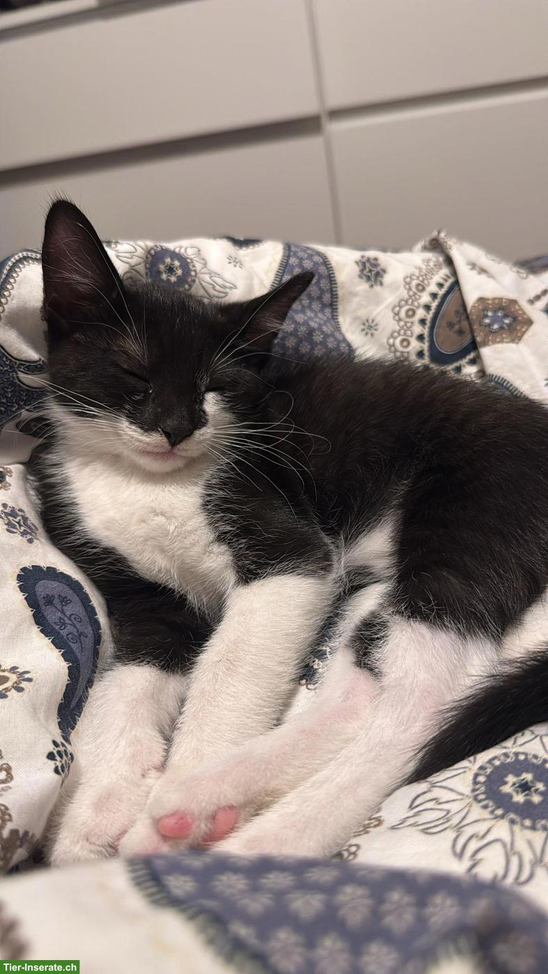 Bild 5: 2 Katzenbabys suchen gemeinsames Zuhause
