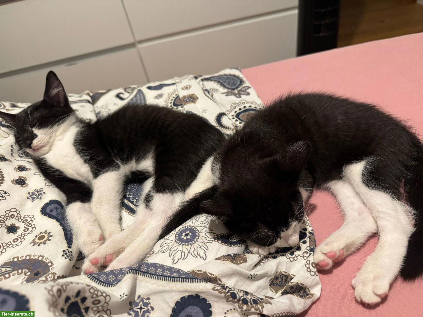 Bild 6: 2 Katzenbabys suchen gemeinsames Zuhause