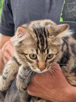 2 junge Katzen, 1 Langhaar-Kater & 1 Kurzhaar-Katze