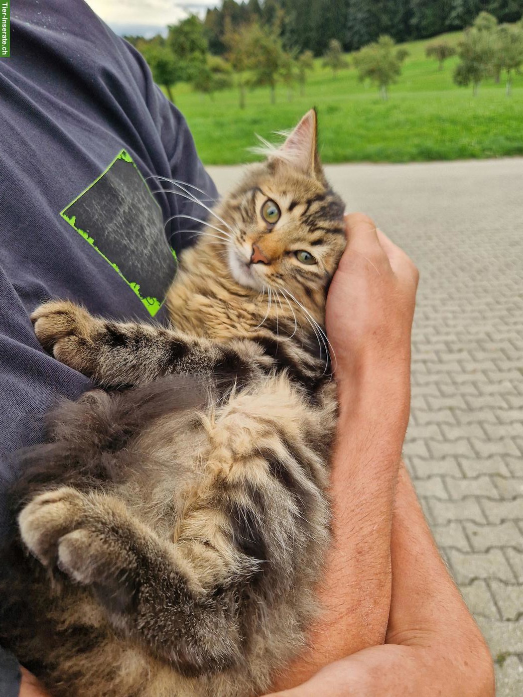 Bild 2: 2 junge Katzen, 1 Langhaar-Kater & 1 Kurzhaar-Katze