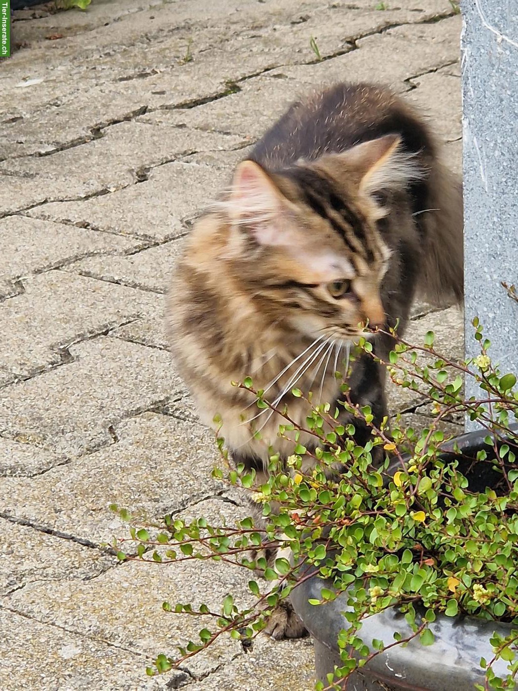 Bild 3: 2 junge Katzen, 1 Langhaar-Kater & 1 Kurzhaar-Katze
